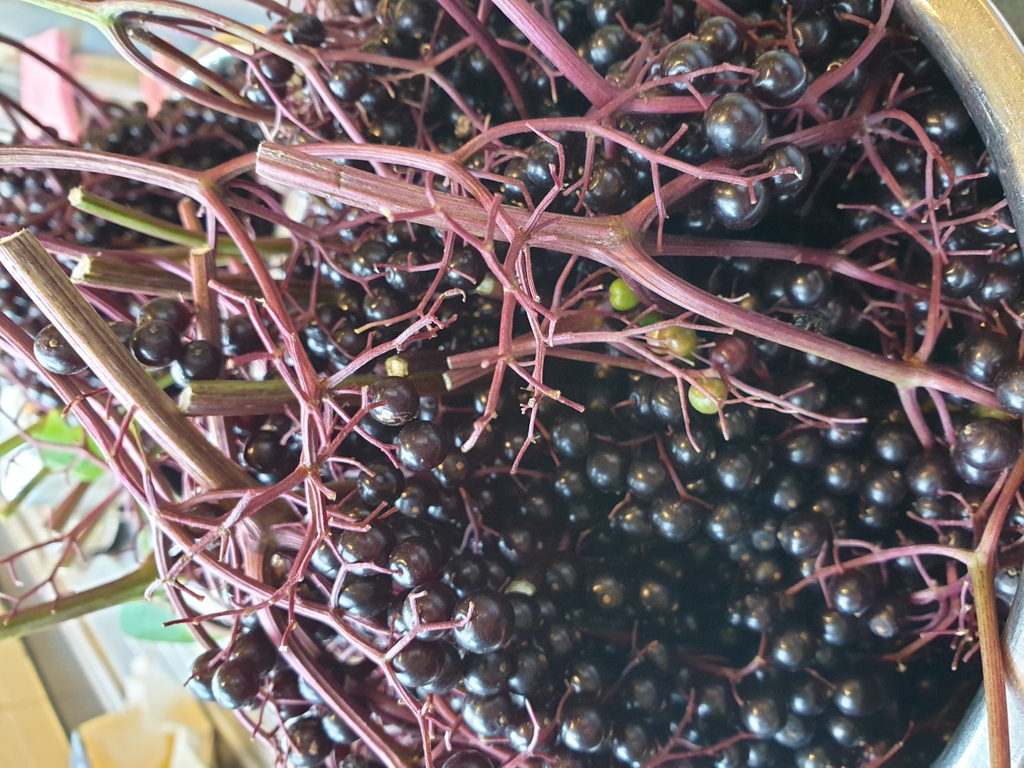 Fresh Elderberries